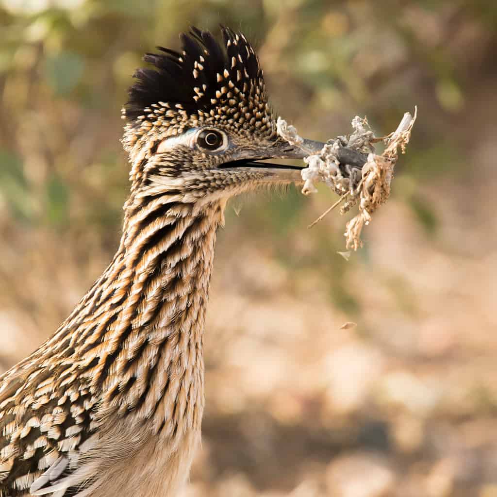 colpo alla testa di un roadrunner maggiore con materiale di nidificazione al Veteran's Oasis Park a Chandler, Arizona.