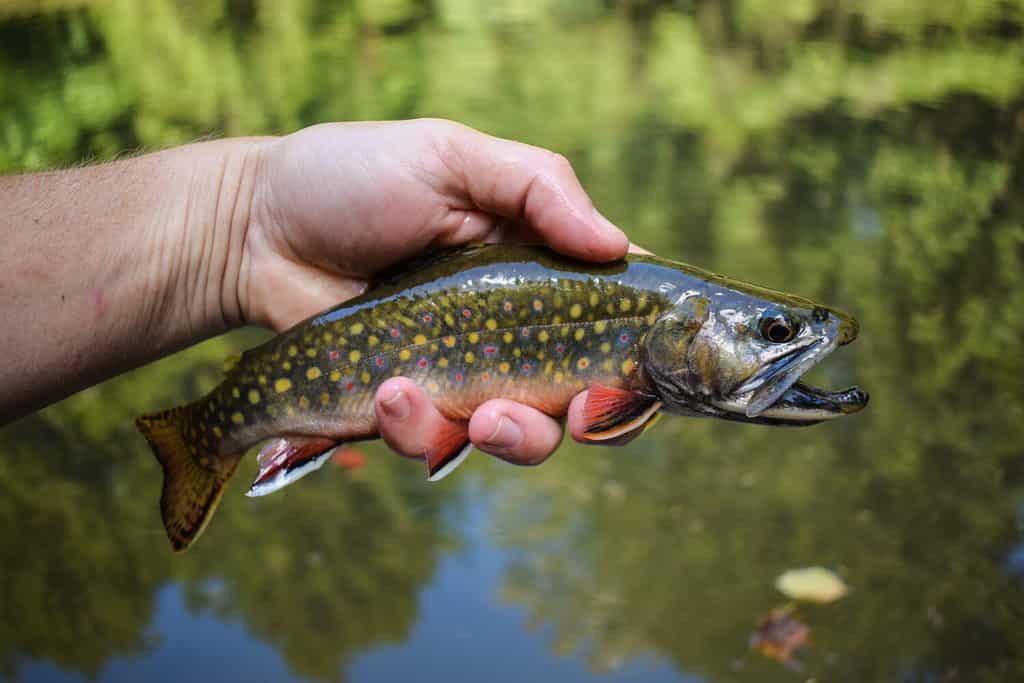 Trota di fiume (Salvelinus fontinalis).  Un popolare pesce sportivo.  È originario del Nord America orientale.