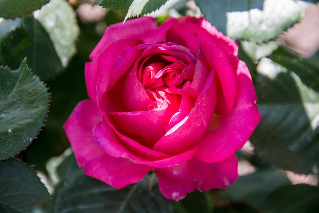 Una romantica rosa Traviata in una soleggiata mattina primaverile.