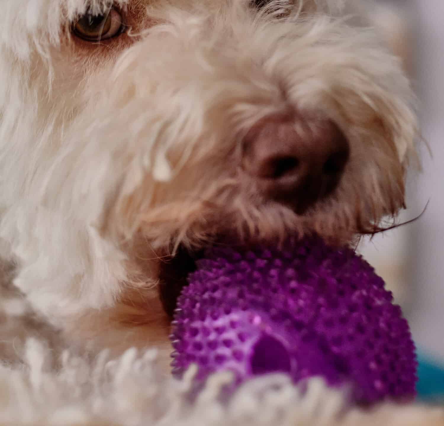 Il ritratto di Bichon Frise con in mano una palla