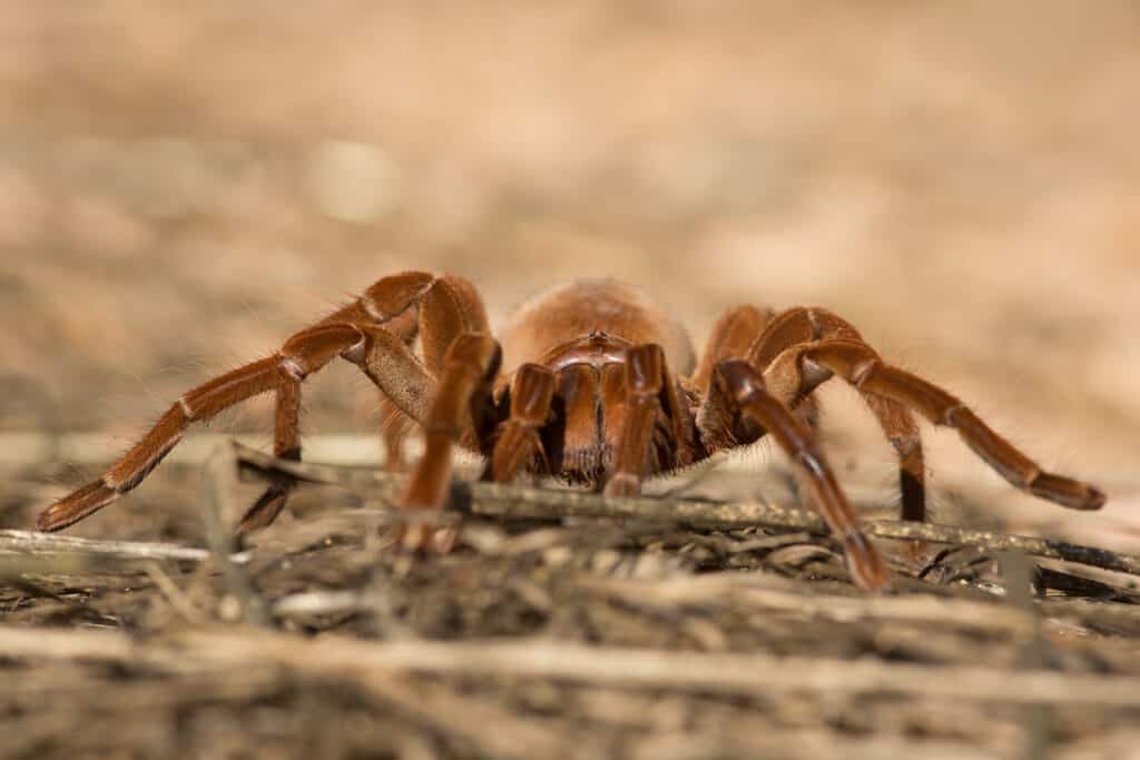 Mangiatore di uccelli Golia (Theraphosa blondei)