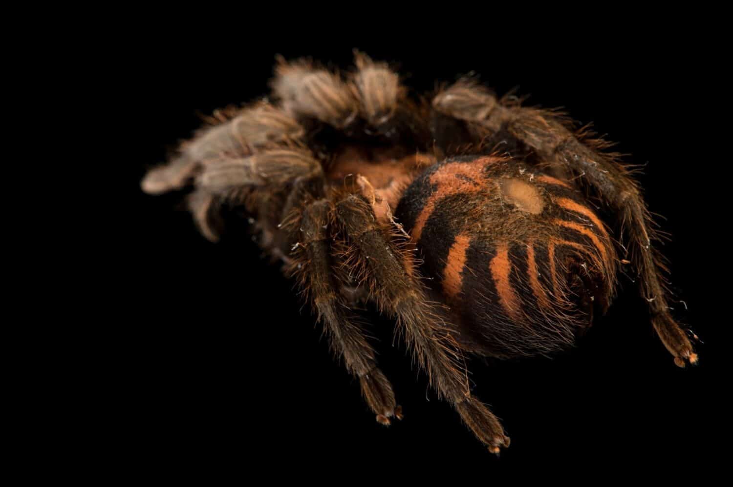 Una tarantola della groppa della tigre costaricana 