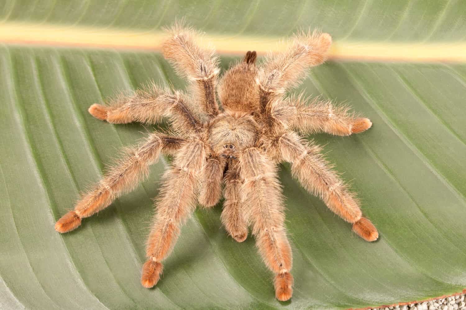 Panama bionda Tarantula (Psalmopoeus pulcher) su foglia verde