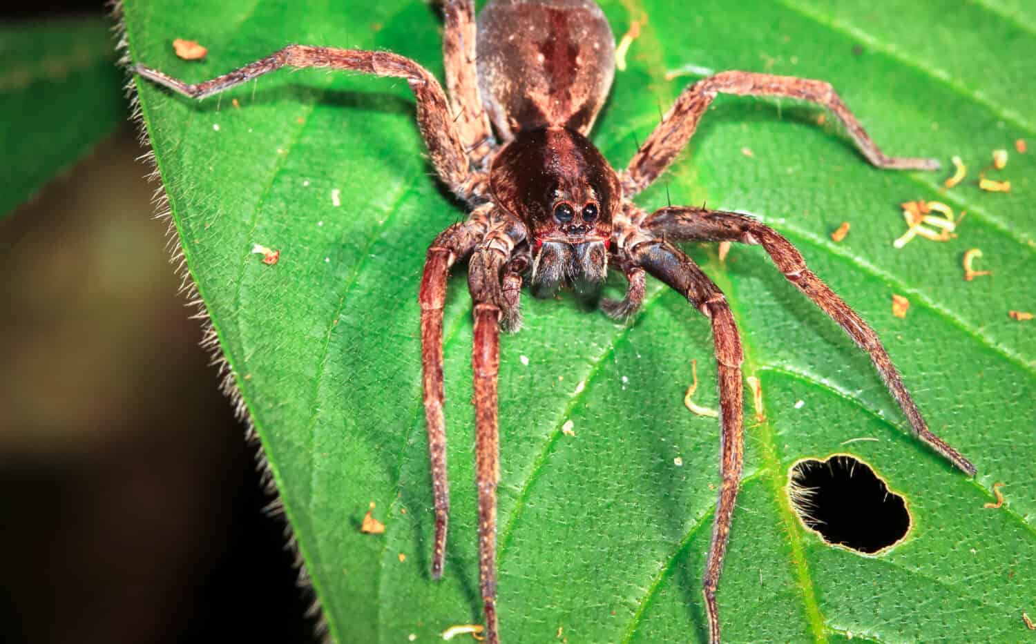 Un ragno vagabondo (Cupiennius salei) viene fotografato da vicino di notte in Belize.