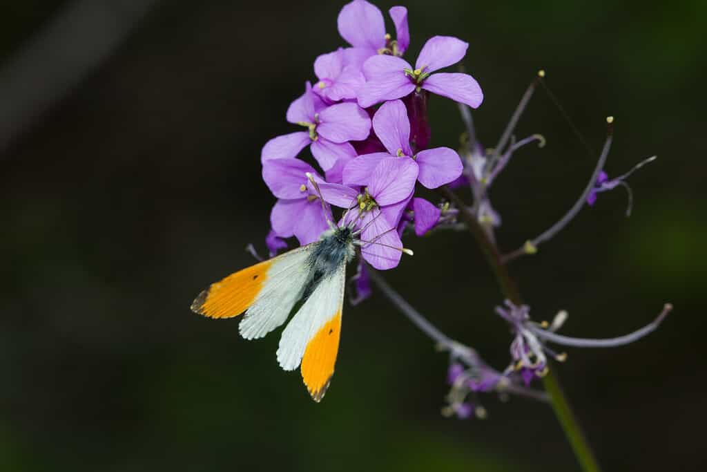 fiori da piantare a luglio