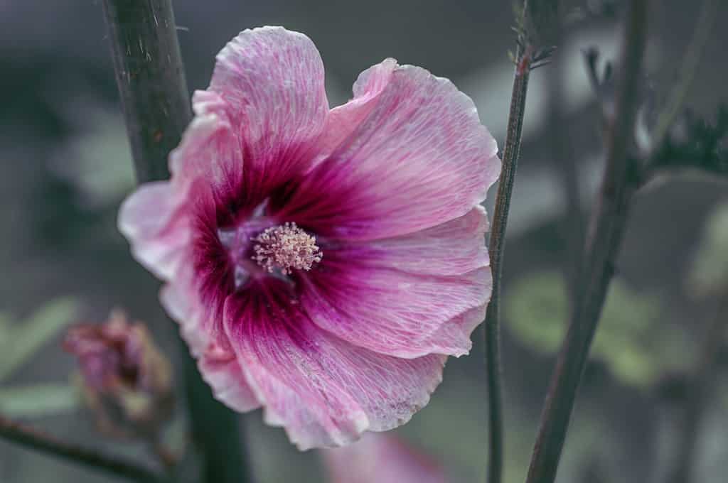 fiori da piantare a luglio