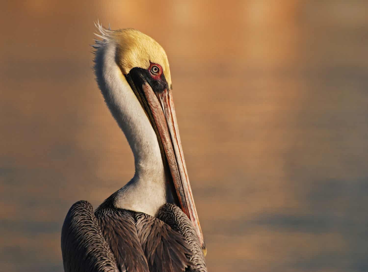 L'immagine di un pellicano bruno