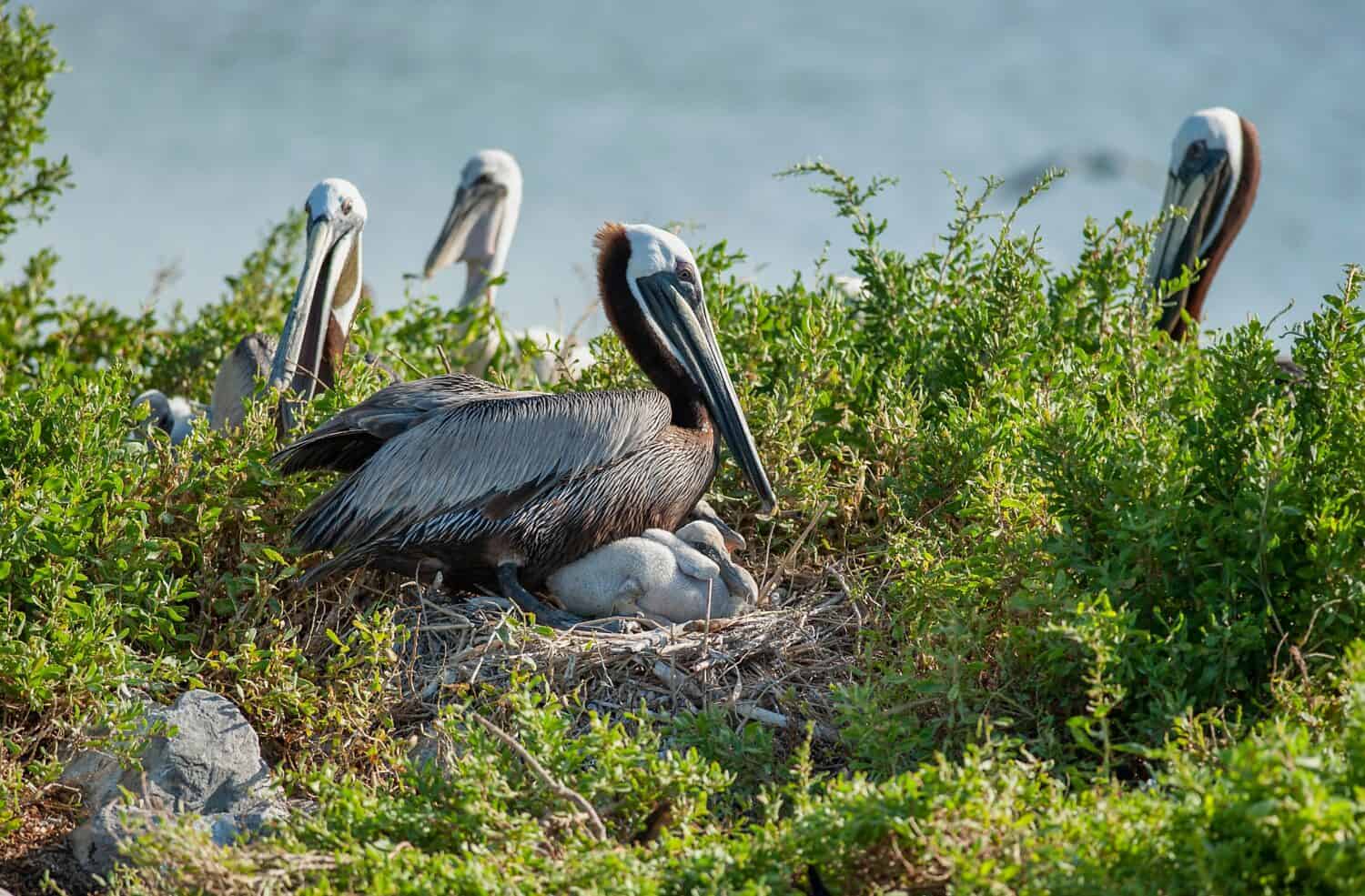 Pellicani bruni che nidificano sull'isola Queen Bess nella costa della Louisiana 