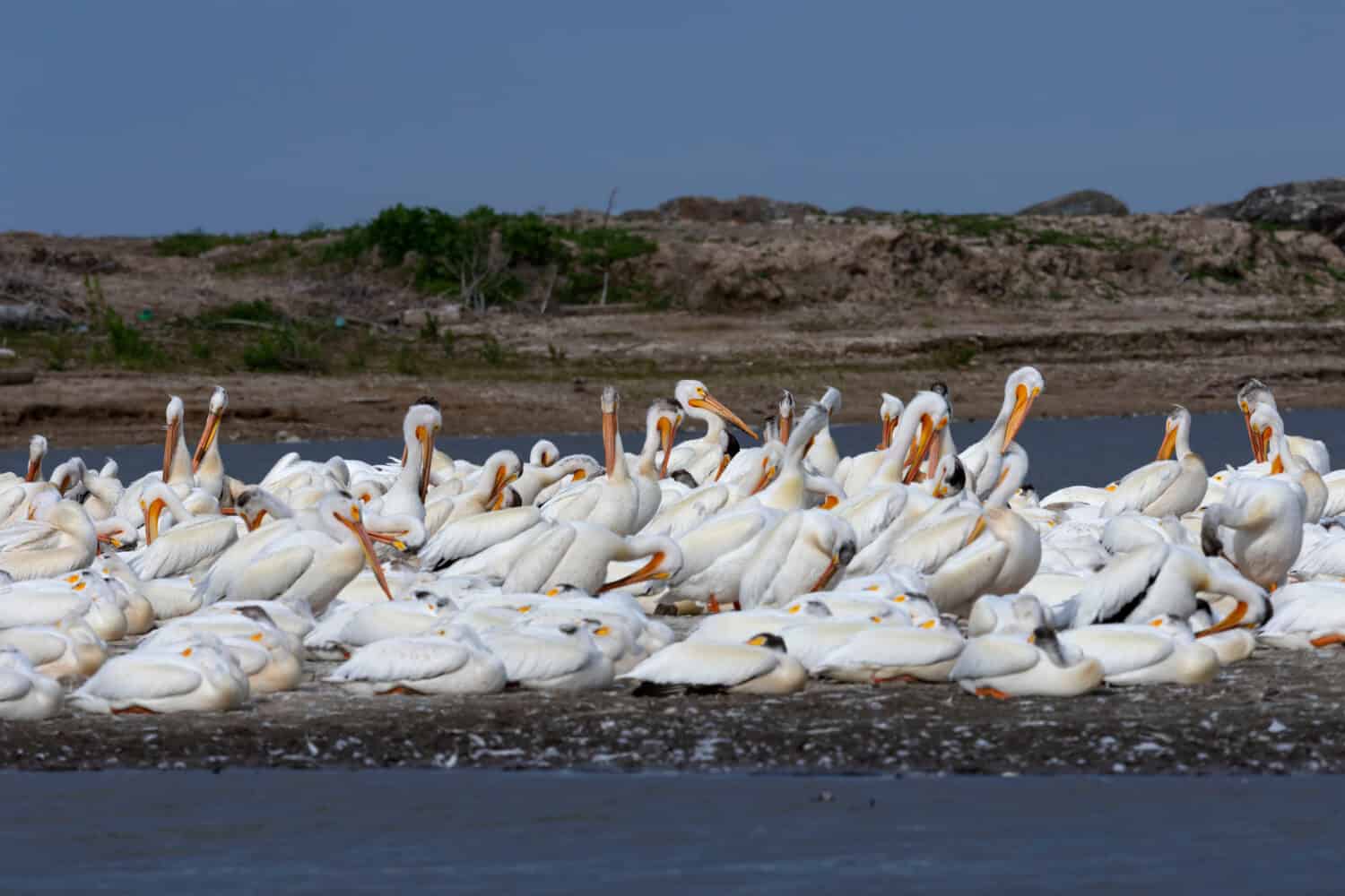 Pellicano bianco americano (Pelecanus erythrorhynchos), colonia naturale nel Wisconsin.