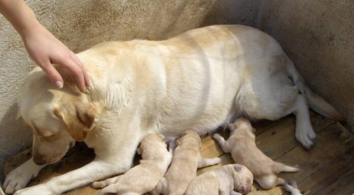 Mamma Labrador retriever e cuccioli