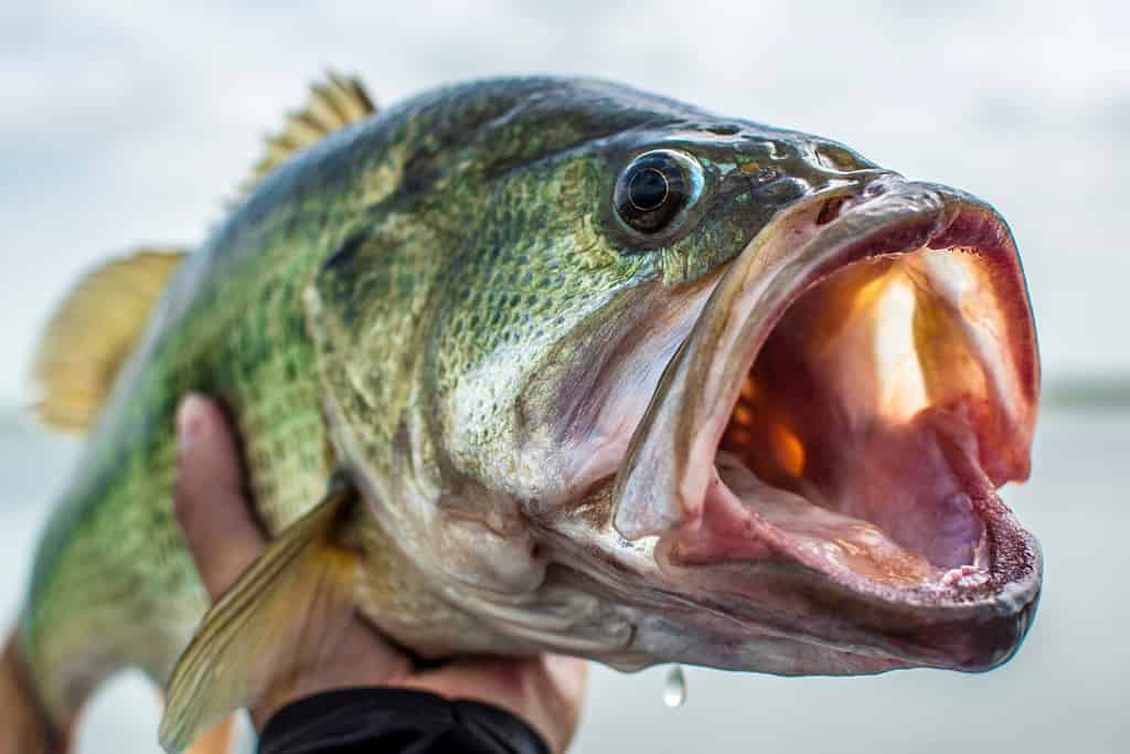 Un uomo con in mano un basso che ha appena catturato.