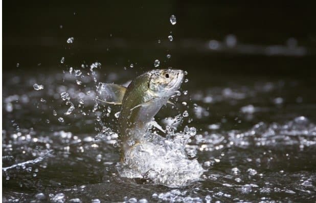 Tarpon giovanile che salta fuori dall'acqua