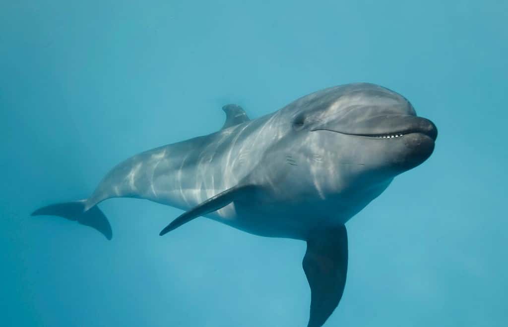 Il giovane curioso delfino tursiope guarda nella telecamera e sorride.  Selfie del delfino.  Avvicinamento