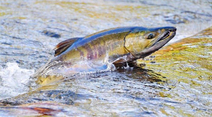 Immagine di un vivace e maestoso salmone, che rappresenta l'essenza della pesca al salmone del Michigan.