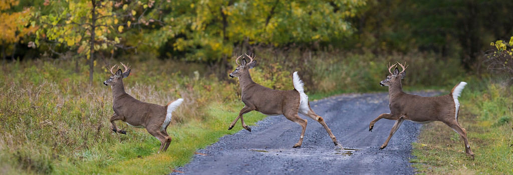 cervo dalla coda bianca (Odocoileus virginianus) che corre in autunno