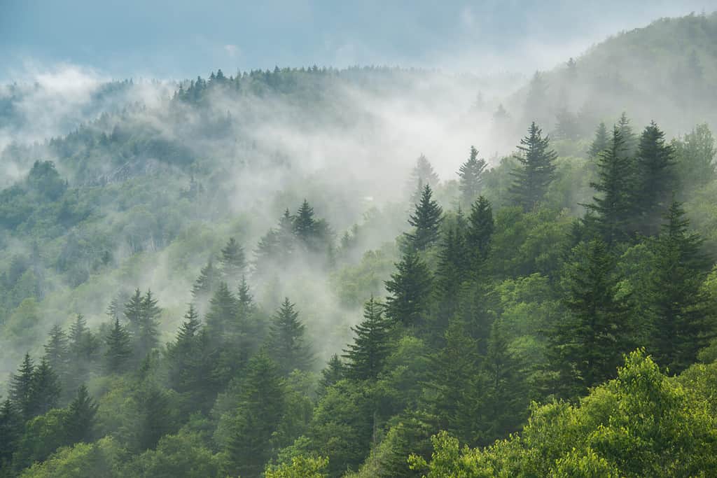 Le nuvole stanno rotolando dopo la pioggia nel Parco nazionale delle Grandi Montagne Fumose nella Carolina del Nord occidentale.