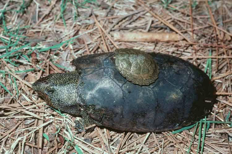 Tartaruga muschiata appiattita (Sternotherus depressus)