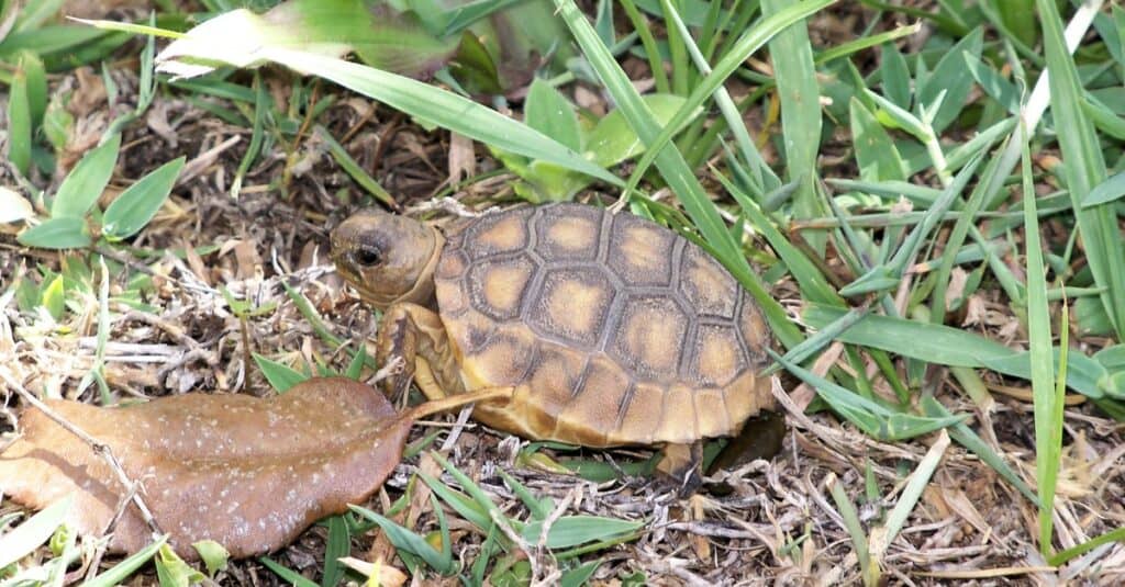 Una giovane tartaruga gopher si fa strada lentamente attraverso l'erba.