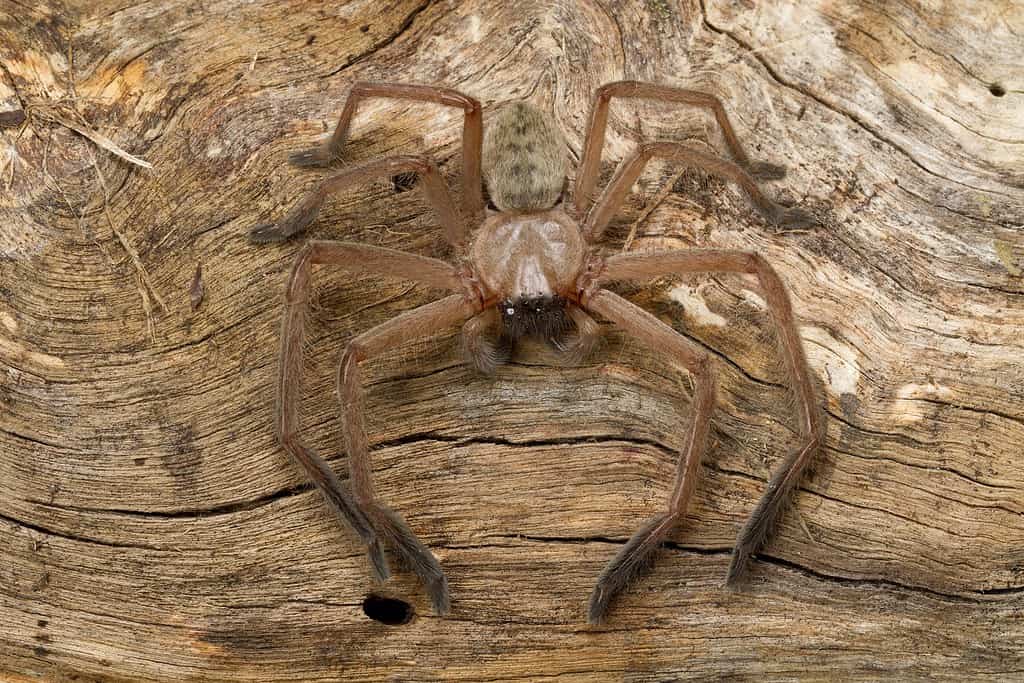 Avondale Spider (Delena cancerides walckenaer) della Nuova Zelanda
