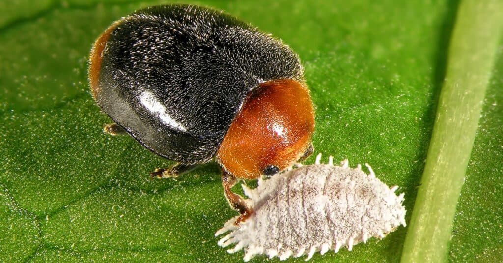 Cocciniglia, Citrus cocciniglia, Planococcus citri, (Hemiptera: Pseudococcidae) e il suo nemico naturale, Mealybug coccinella (coccinella), Cryptolaemus montrouzieri (Coleoptera: Coccinellidae)