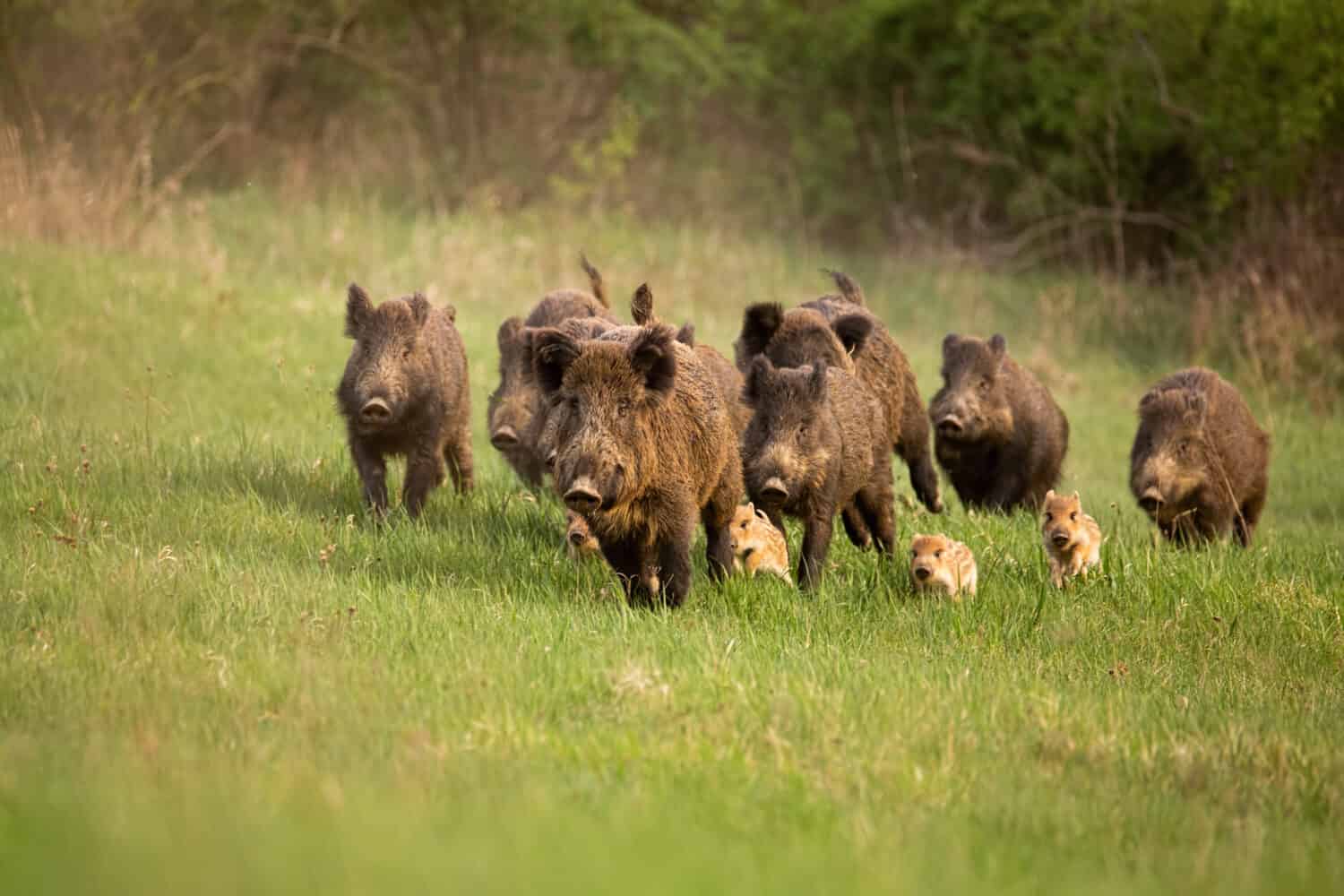 Gruppo di cinghiali, sus scrofa, che corrono nella natura primaverile.  Scenario d'azione della fauna selvatica di una famiglia con piccoli maialini che si muovono velocemente in avanti per sfuggire al pericolo.