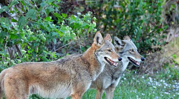 Un paio di coyote