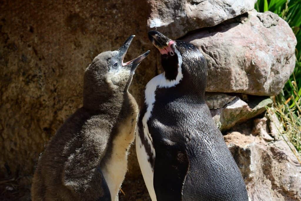 Pinguino di Humboldt con un cucciolo di pinguino