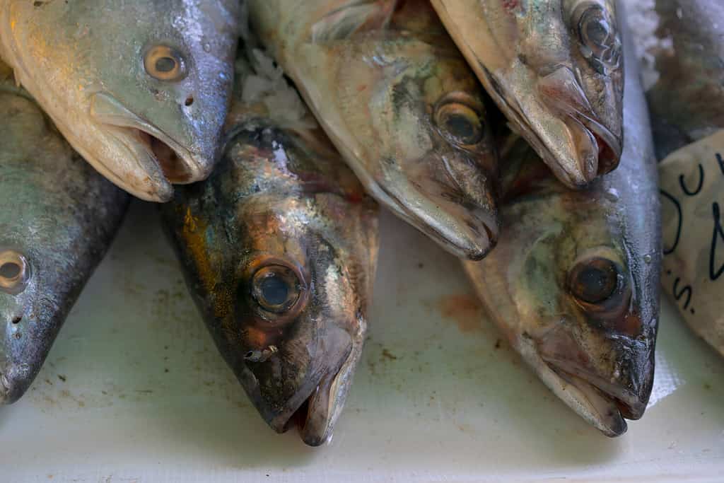 Pesce sano e squisito 