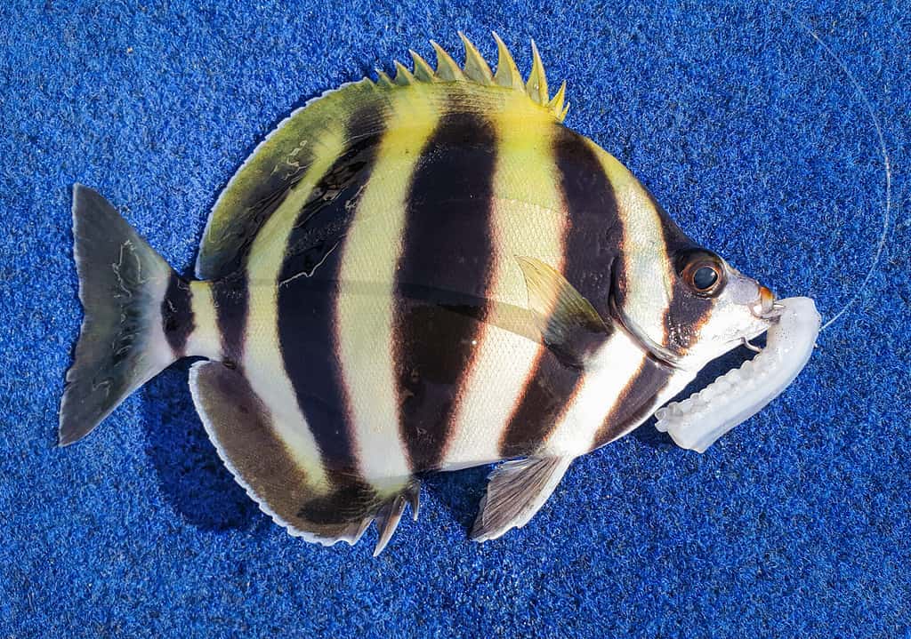 Moonlighter o Six Banded Sweep, Tildon sexfaciatus.  Endemico dell'Australia meridionale, vive in zone di scogliere poco profonde.  Catturato con calamari all'amo.  Pesce piuttosto a strisce.