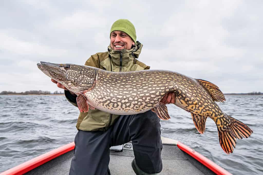 Successo nella pesca del luccio.  Pescatore felice con trofeo di pesce grosso in barca