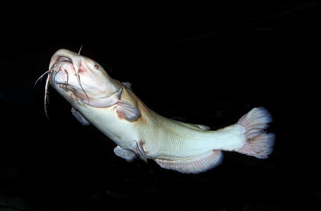 Un pesce gatto a testa piatta che nuota nell'acqua del lago Eufaula