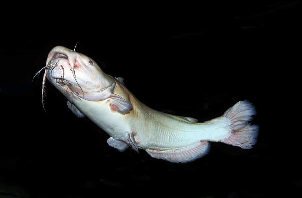 PESCE GATTO A TESTA PIATTA pylodictis olivaris, ADULTO ALBINO