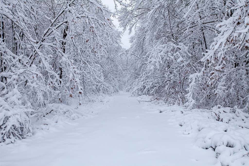 Strada e foresta innevate del Wisconsin in dicembre, orizzontale
