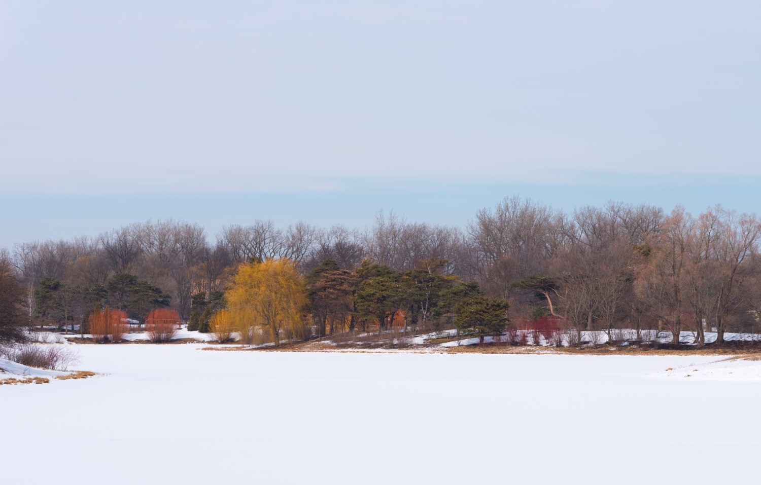 Vista panoramica di un lago coperto di neve in un parco