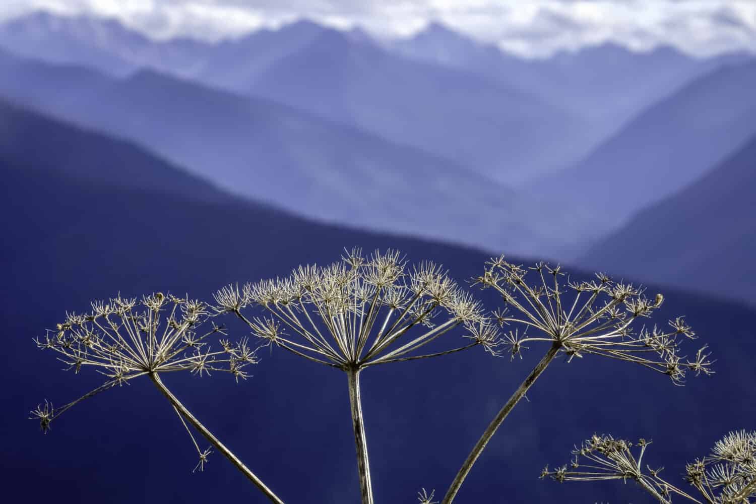 Fiore selvatico di alta campagna in autunno: Primo piano della pastinaca di mucca (nome binomiale: Heracleum maximum), noto anche come sedano indiano, con montagne olimpiche sullo sfondo (profondità di campo)