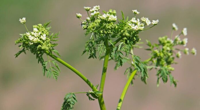 pianta di cicuta velenosa