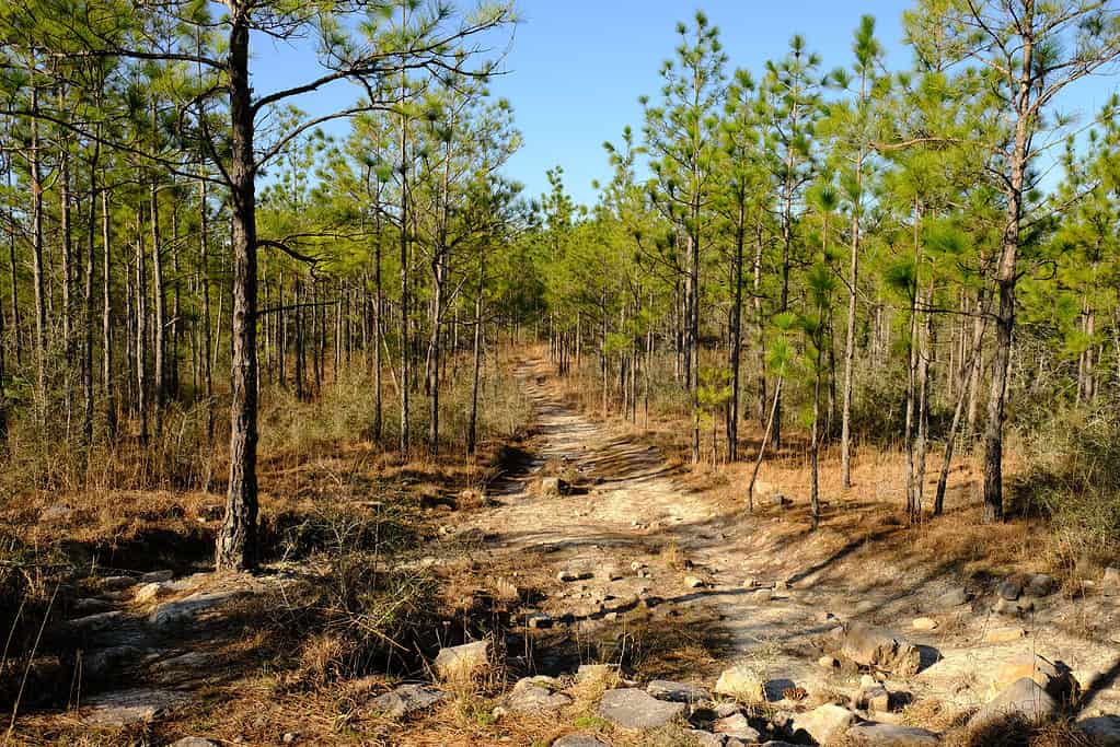Sentiero della spina dorsale a Kisatchie National Forest, Louisiana