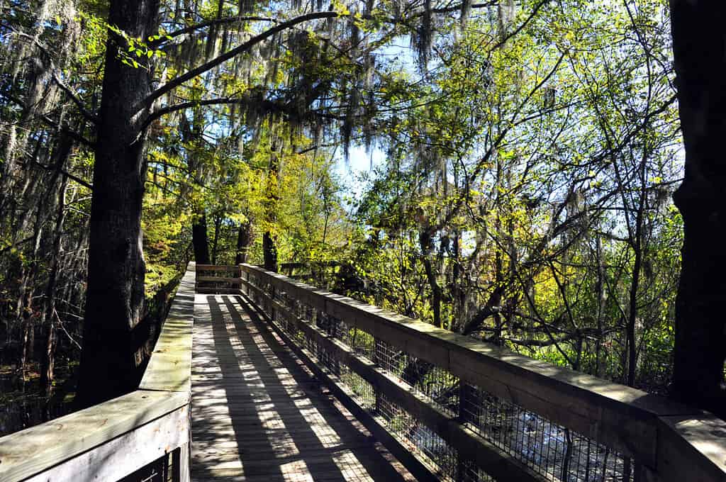 La passerella rustica in legno si snoda attraverso un tunnel di alberi e rami lungo il Black Bayou Lake nel Black Bayou Lake National Wildlife Refuge a Monroe, Louisiana.