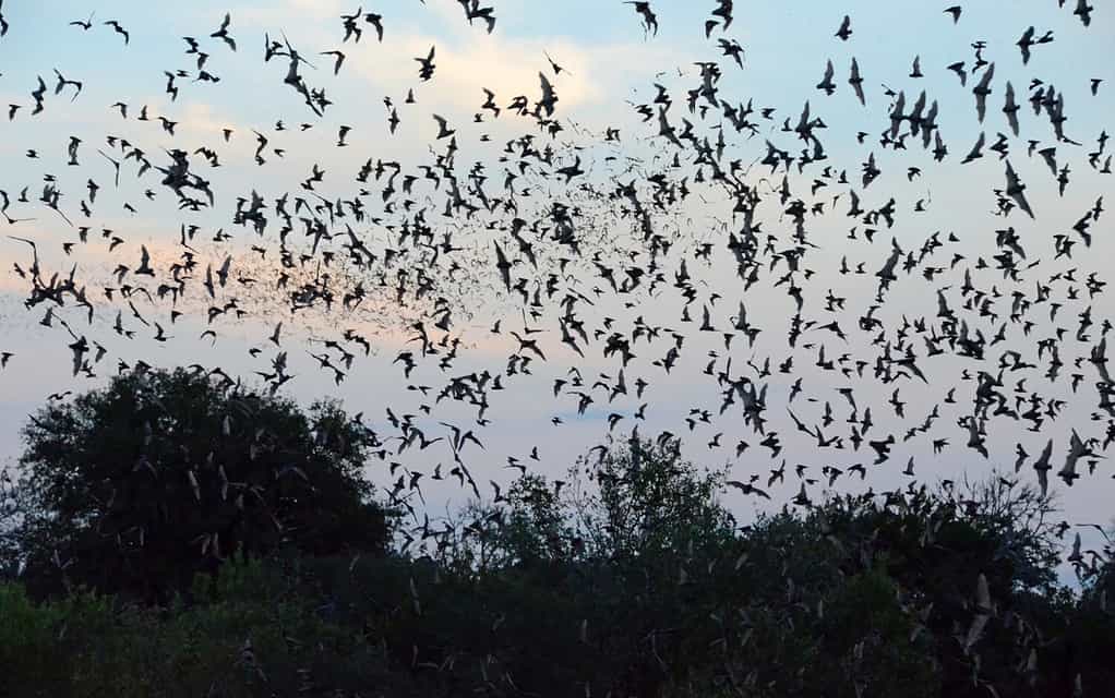 Pipistrelli messicani dalla coda libera che emergono da una grotta nel Texas centrale.