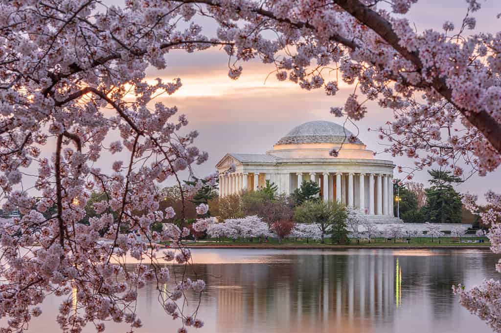 Ogni primavera, magnifici fiori di ciliegio circondano il Jefferson Memorial e il Tidal Basin.