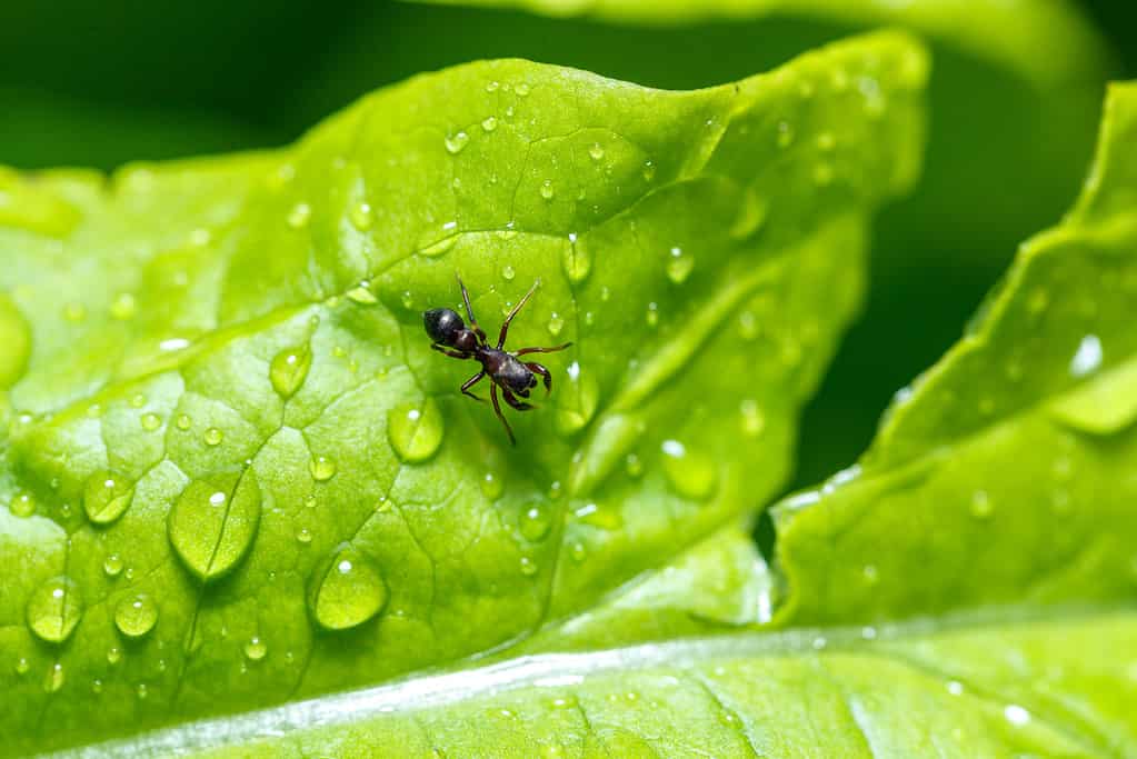 Formica umida su una foglia verde bagnata: le formiche dovrebbero emergere a Washington