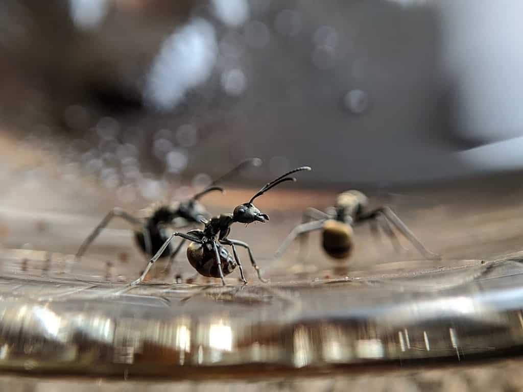 Immagine ravvicinata di piccole formiche nere, chiamate formiche odorose,
