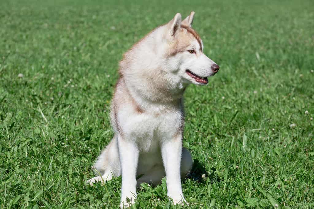Un cucciolo di husky siberiano Sable seduto sull'erba. 