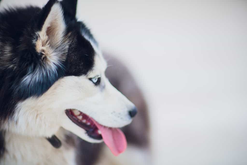 L'immagine di un husky con la lingua fuori. 