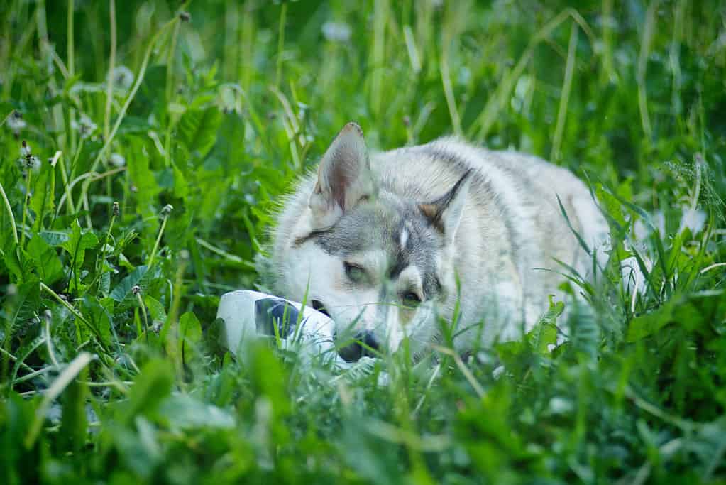 Un husky che gioca con una palla sgonfia nell'erba. 