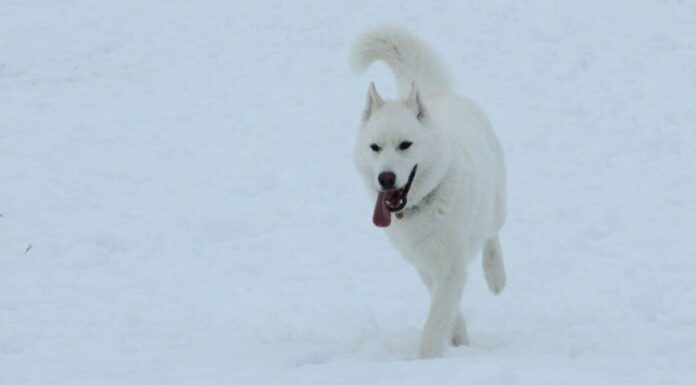 Husky siberiano bianco con occhi sorprendenti che camminano nella neve. 