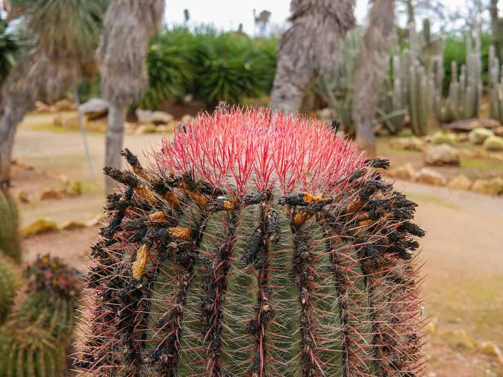 Cactus barile di amo o pianta Ferocactus wislizeni, da vicino, sullo sfondo sfocato della natura.  Parte superiore, del cactus del sud-ovest, dell'Arizona o del barile di caramelle, con costole rosse spinose e fiori secchi