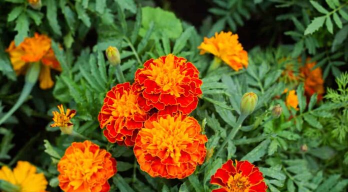 Calendula africana da vicino