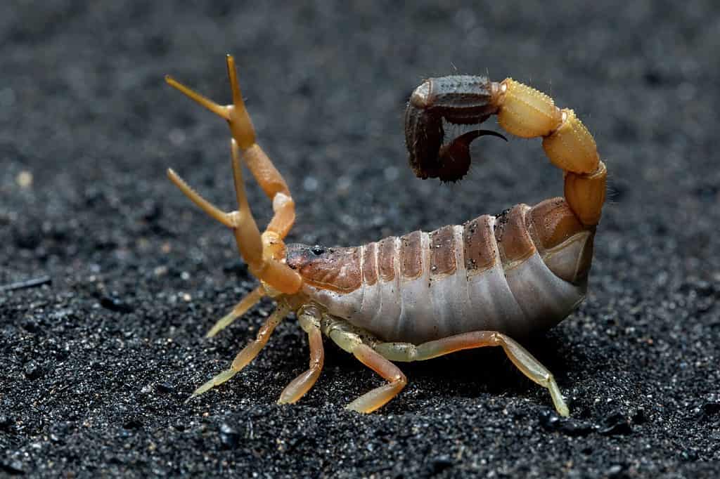 Parabuthus maximus comunemente noto come Scorpione dalla coda spessa.