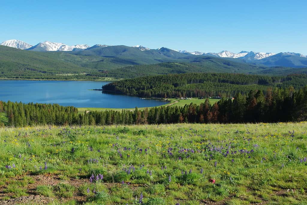 Fiori, prati, foreste, Montagne Rocciose